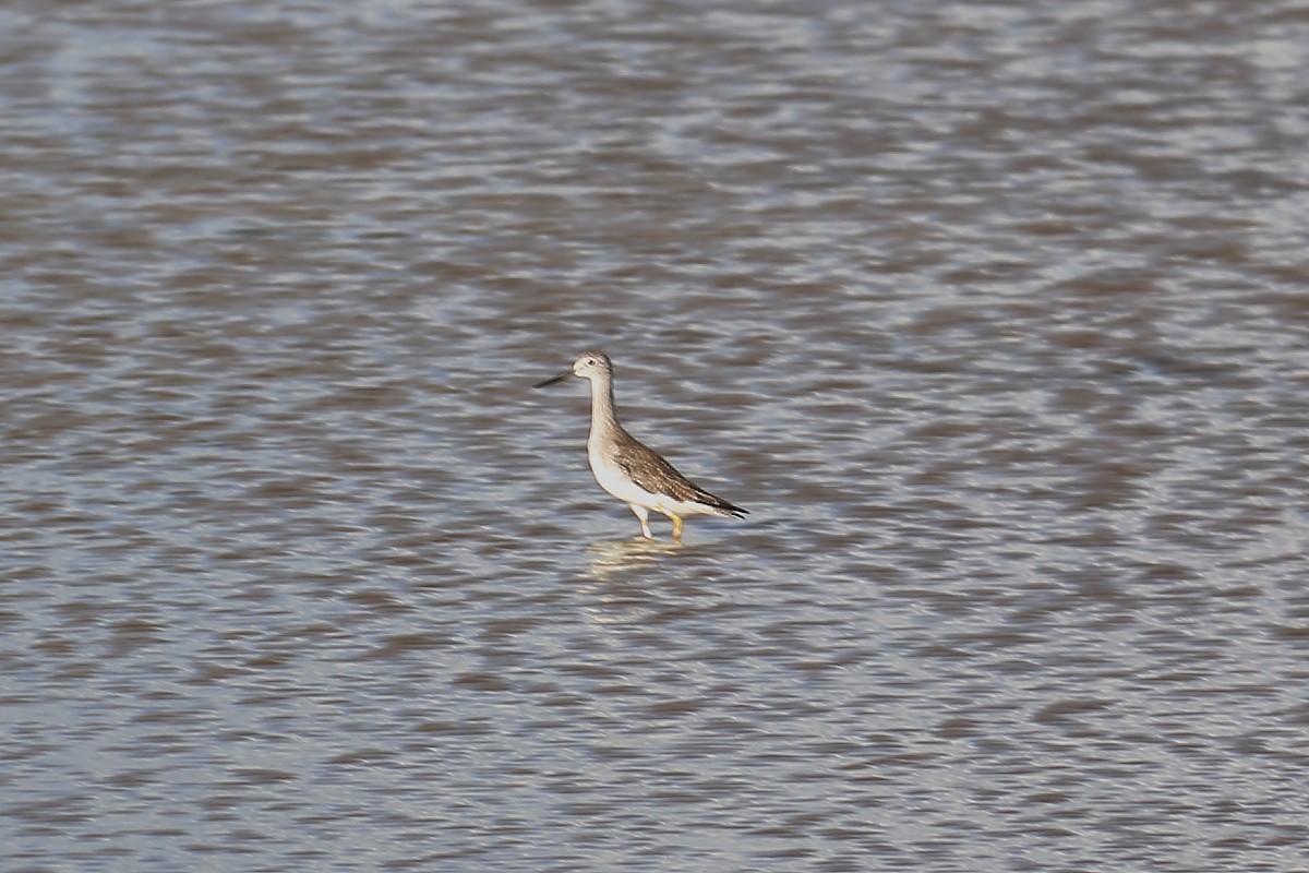 Greater Yellowlegs - ML625905569