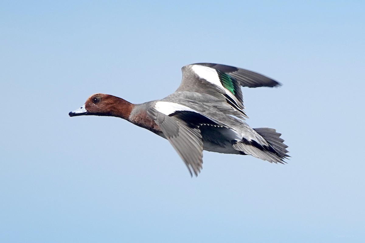 Eurasian Wigeon - ML625905570