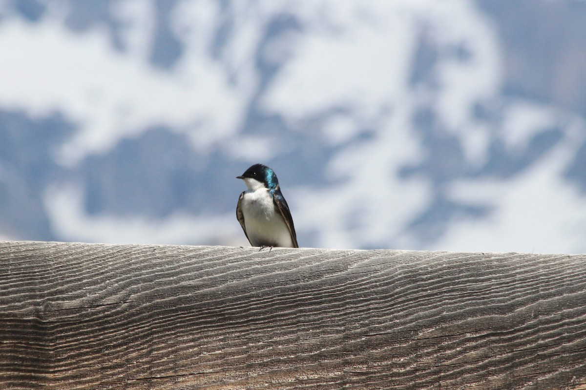 Tree Swallow - ML625905571