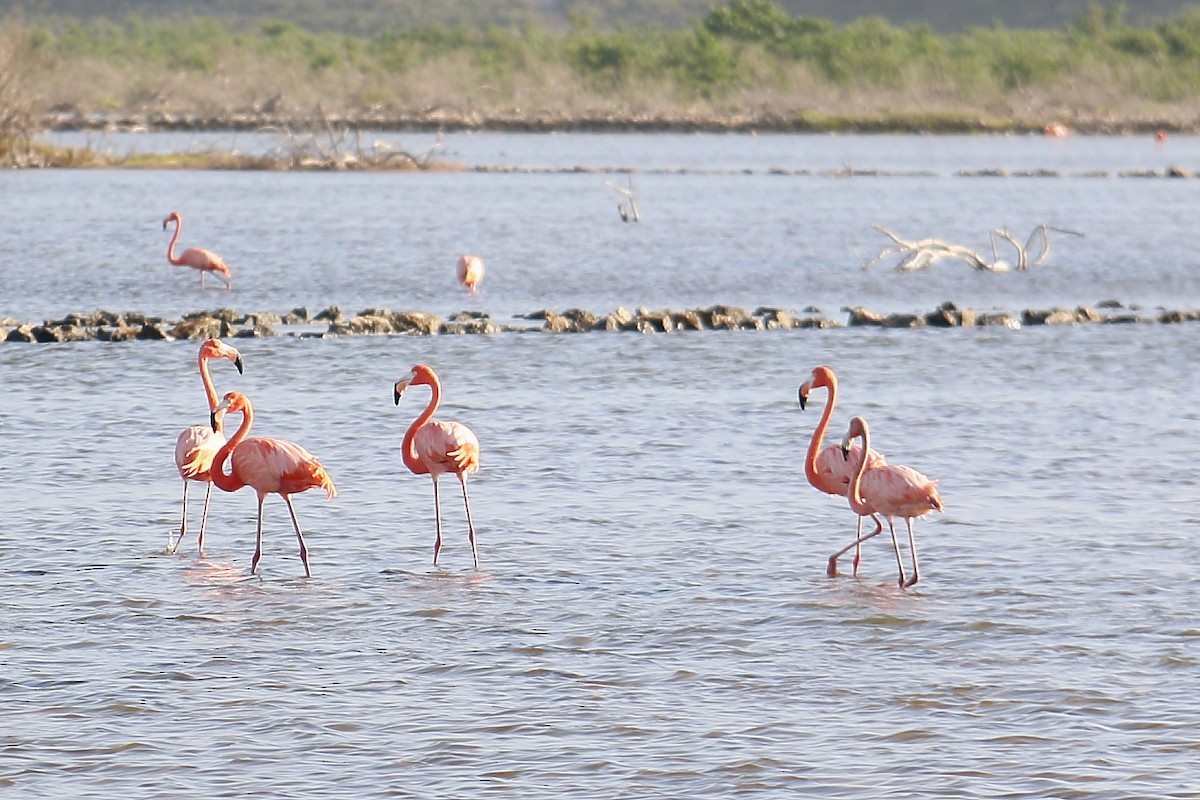 American Flamingo - ML625905572