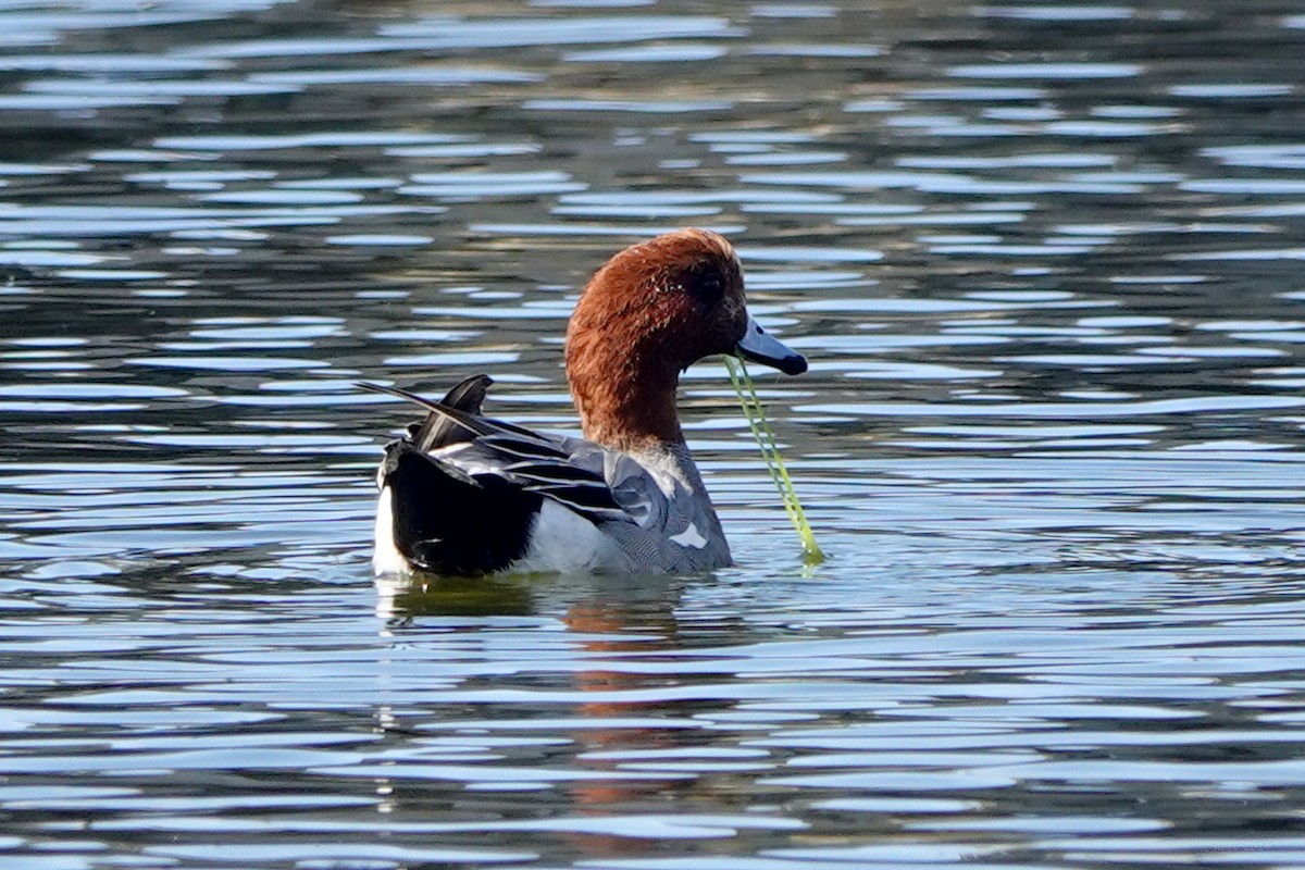 Eurasian Wigeon - ML625905576