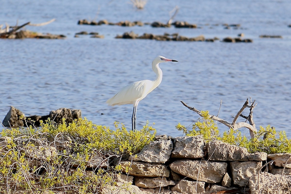 Reddish Egret - ML625905577