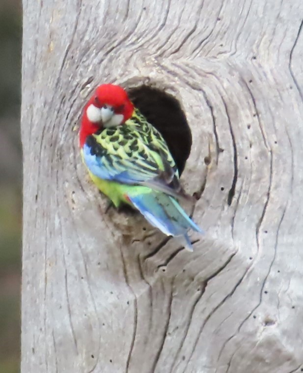 Eastern Rosella - ML625905578