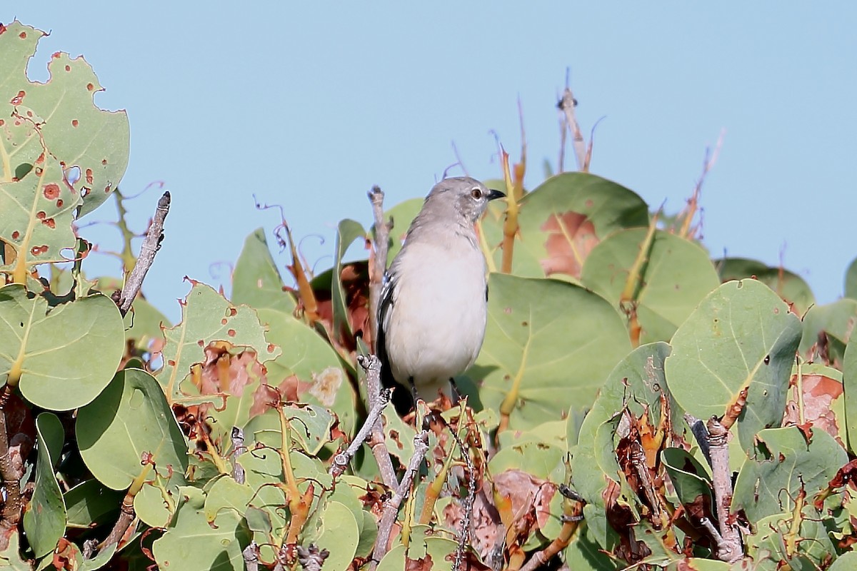 Northern Mockingbird - ML625905579