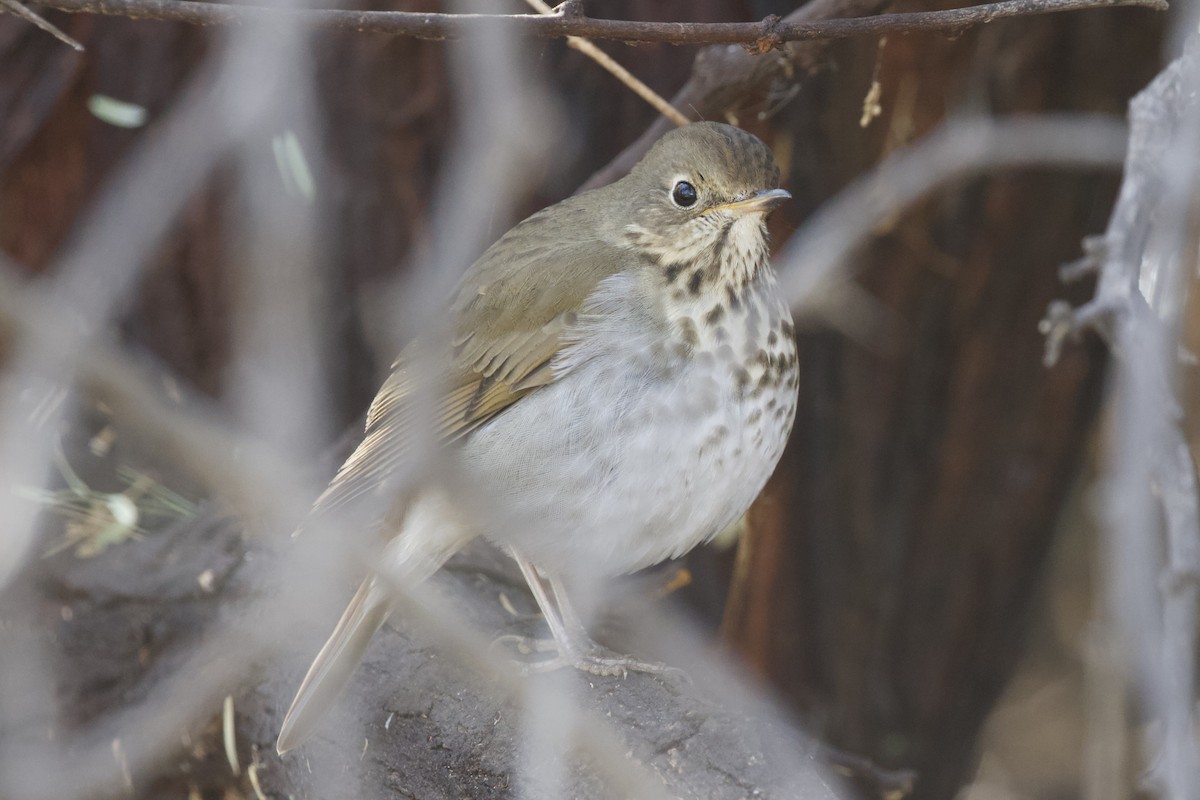 Hermit Thrush - ML625905580