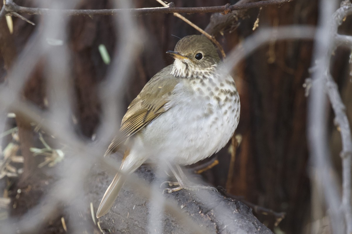 Hermit Thrush - ML625905581