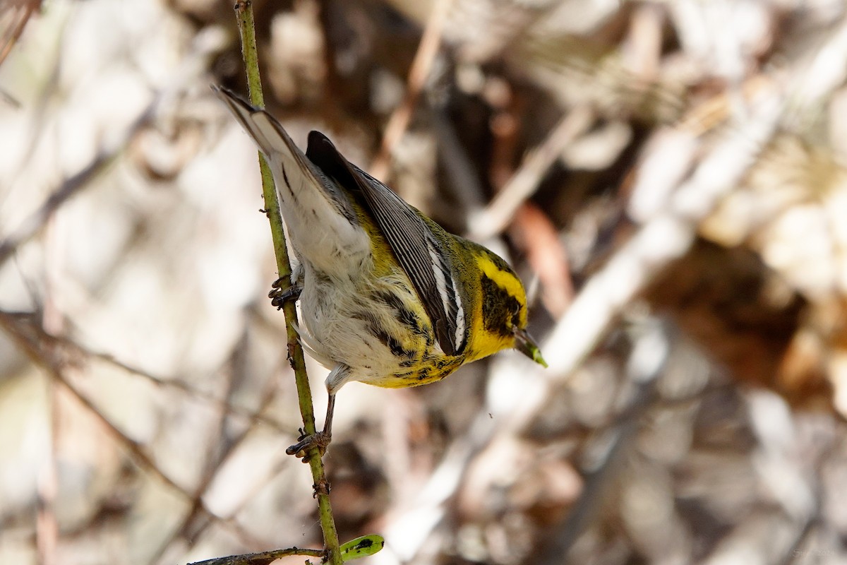 Townsend's Warbler - ML625905582