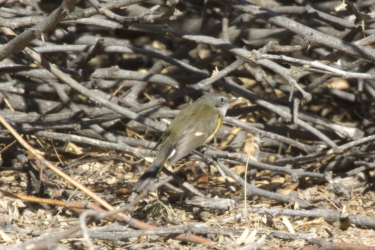 American Redstart - ML625905583