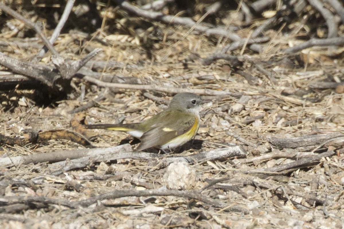 American Redstart - ML625905584