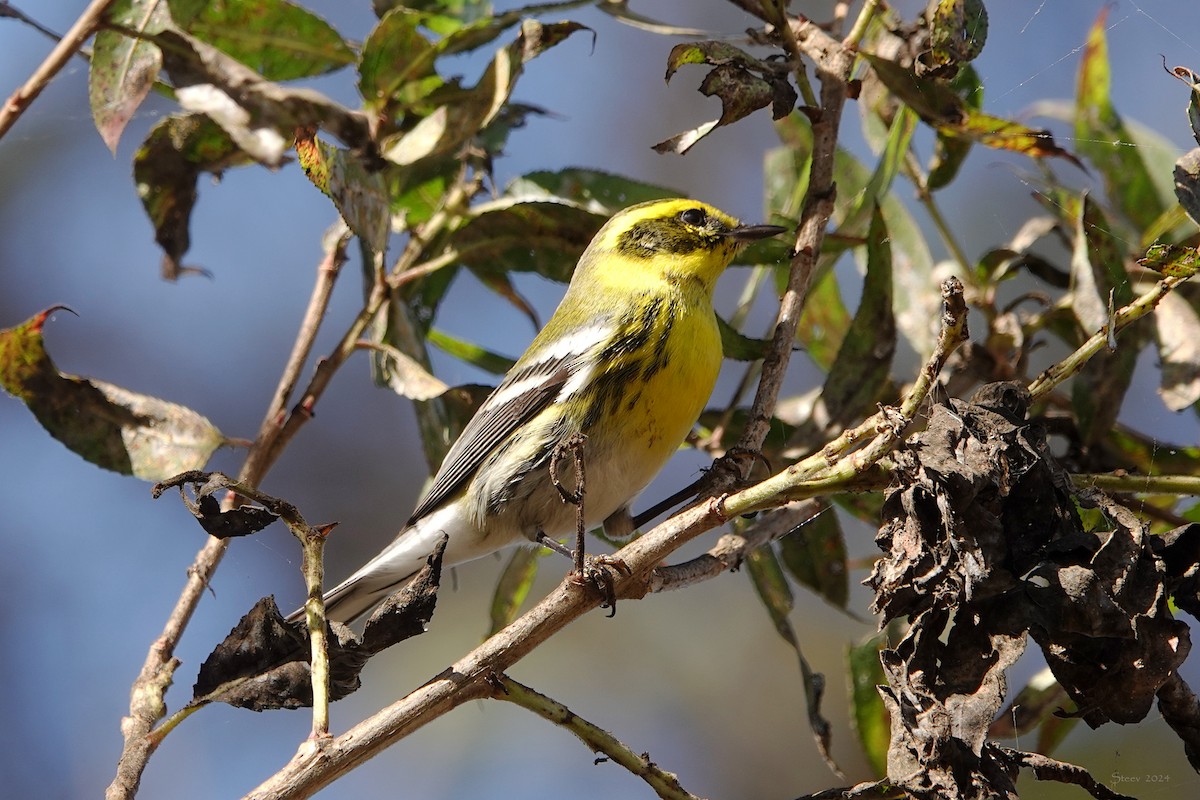 Townsend's Warbler - ML625905585