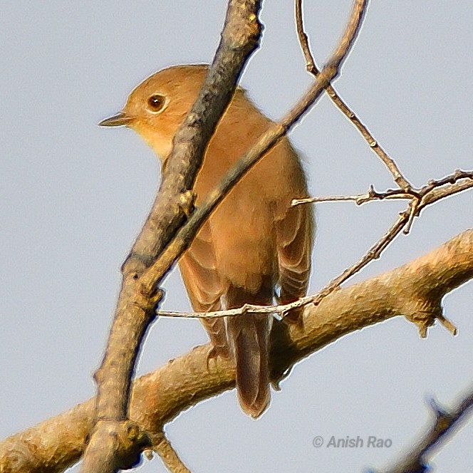 Taiga Flycatcher - ML625905586