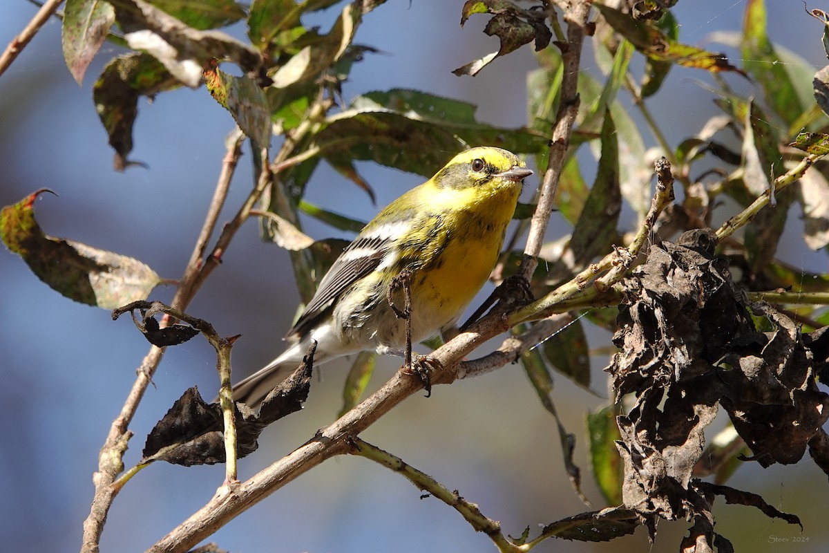 Townsend's Warbler - Steve Neely