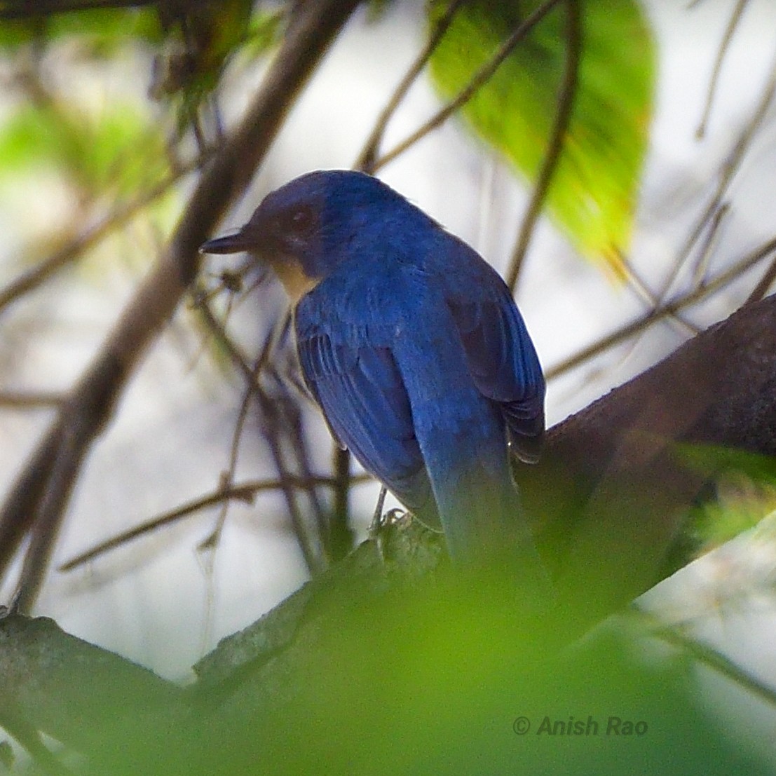 Tickell's Blue Flycatcher - Anish Rao