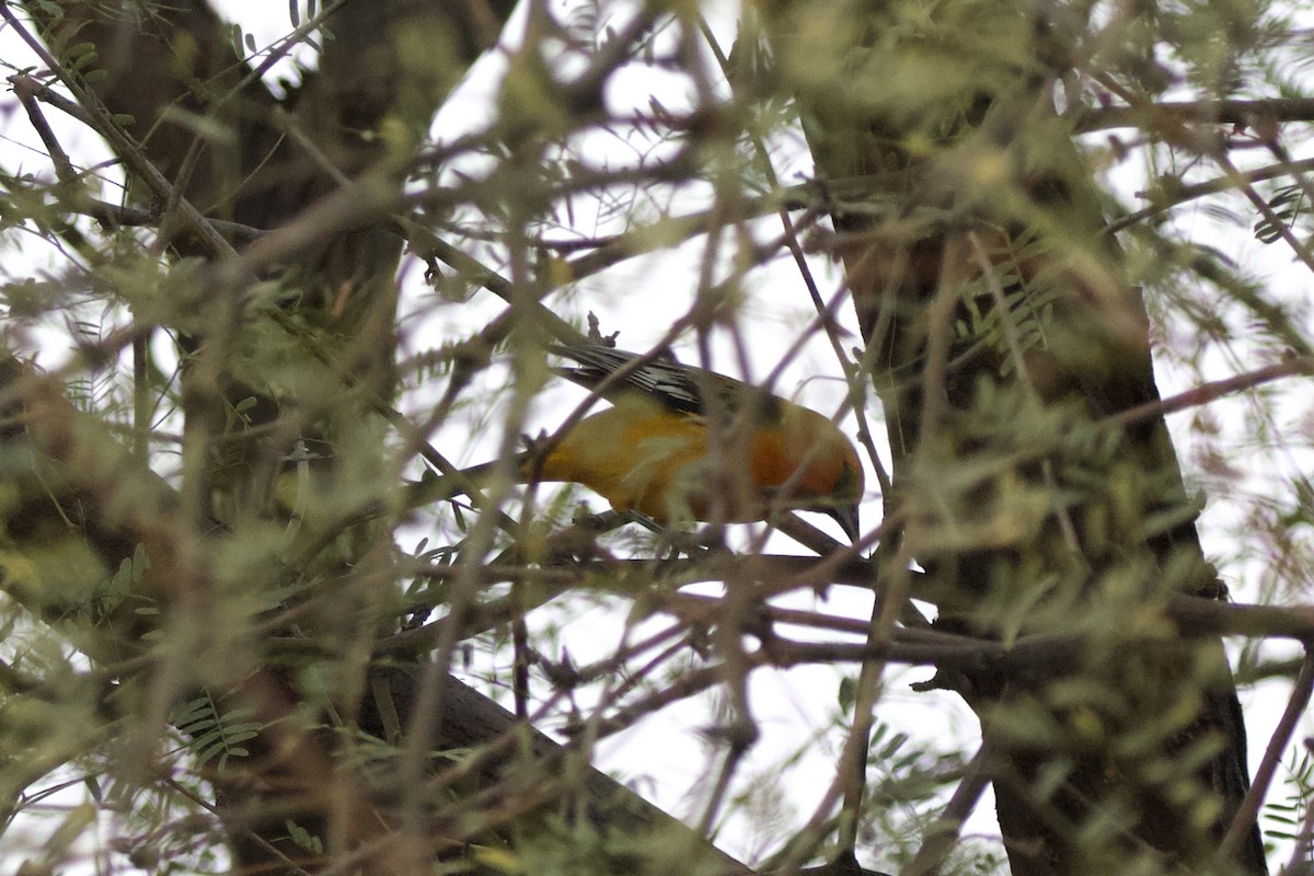 Streak-backed Oriole - ML625905591