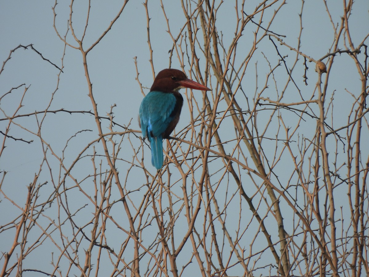 White-throated Kingfisher - ML625905592