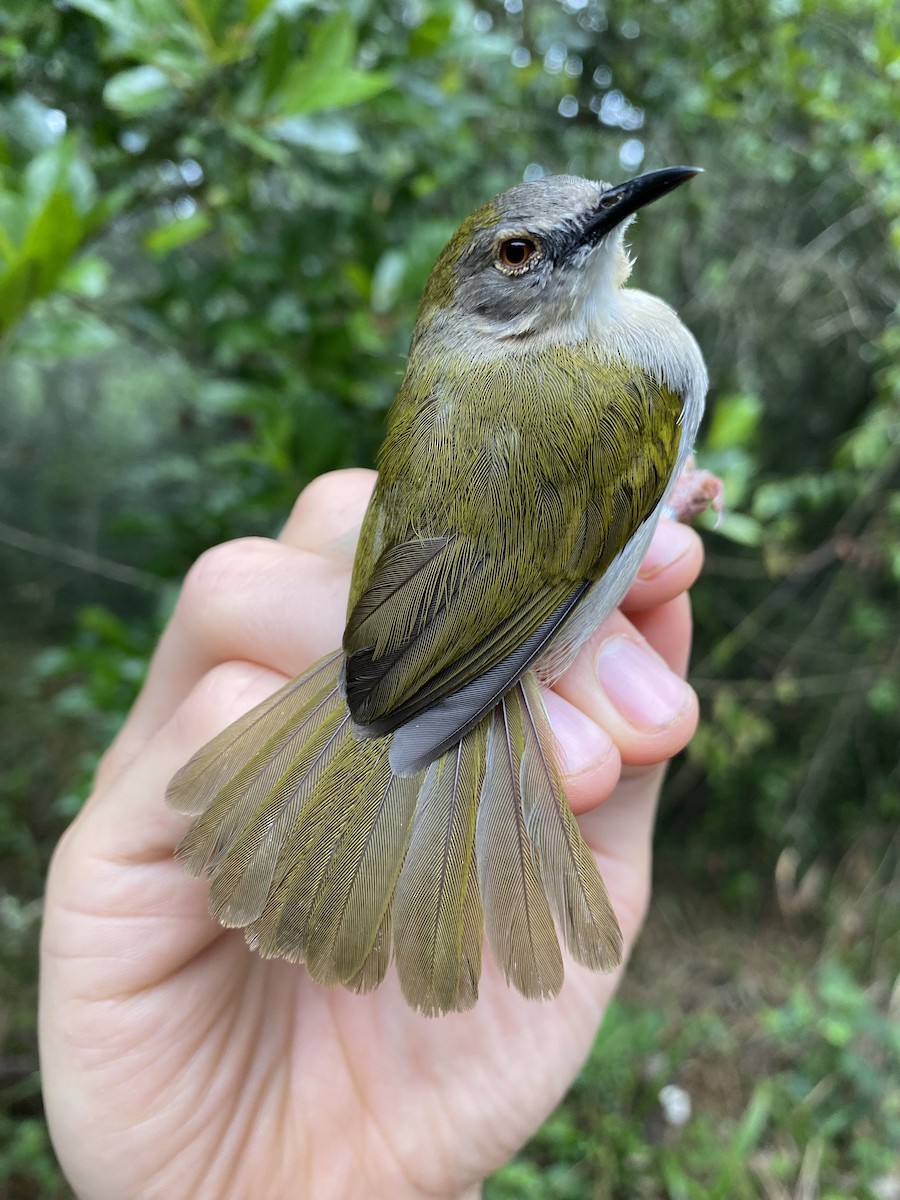 Green-backed Camaroptera - ML625905593