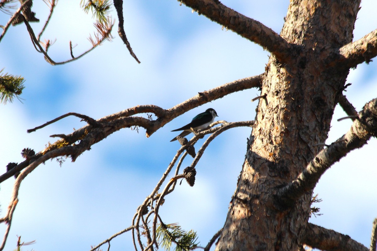 Golondrina Verdemar - ML625905595