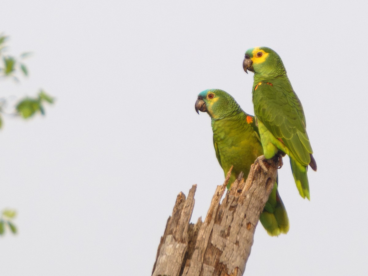 Turquoise-fronted Amazon - Grace Oliver