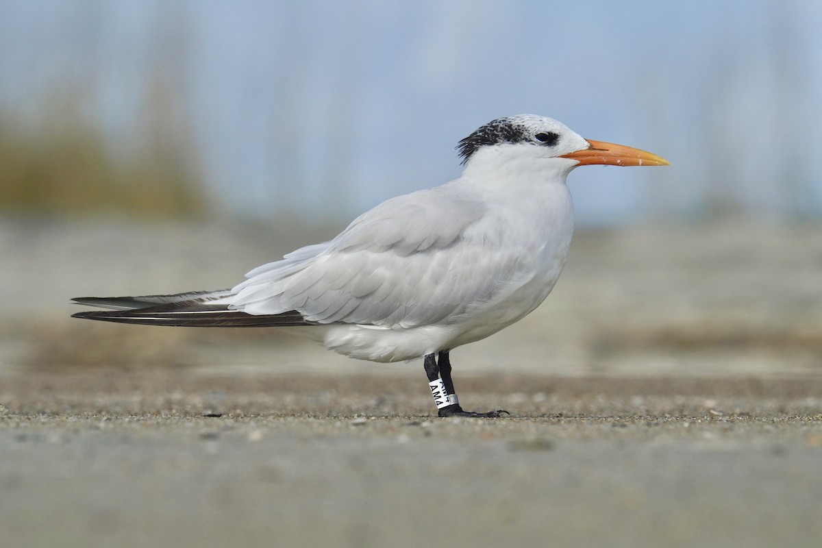 Royal Tern - ML625905597