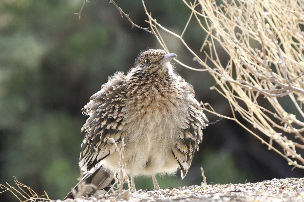 Greater Roadrunner - ML625905598