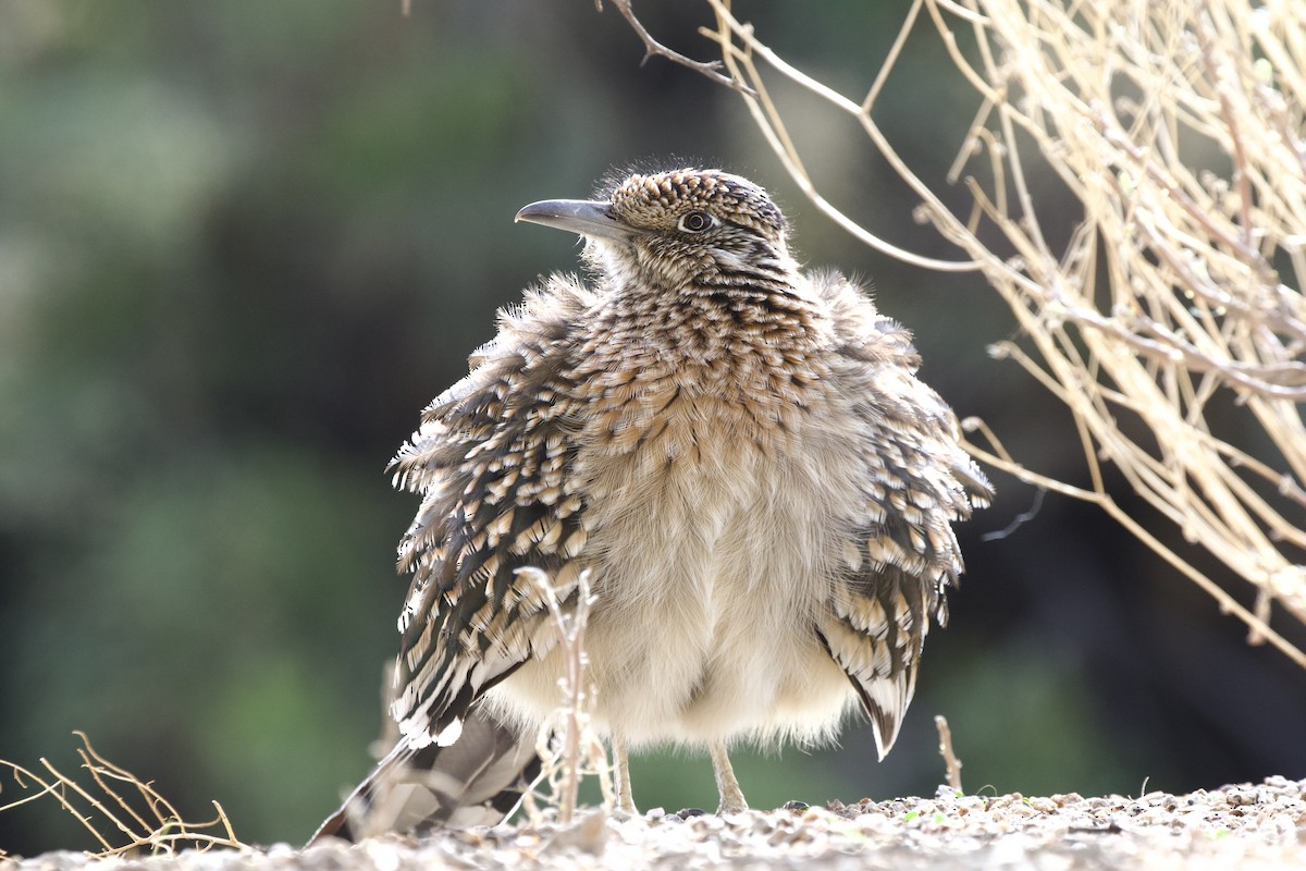 Greater Roadrunner - ML625905599