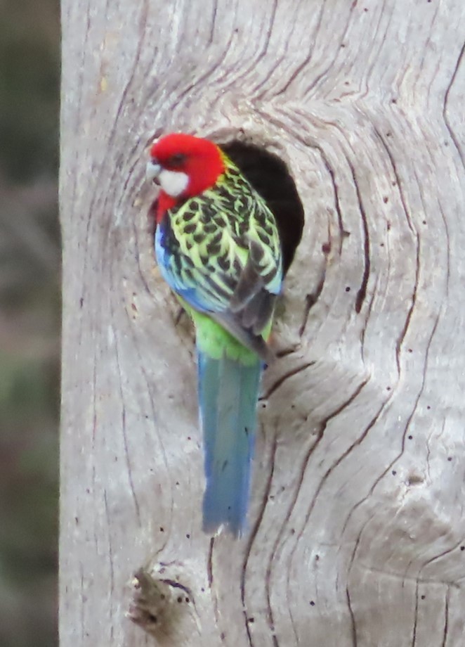 Eastern Rosella - ML625905600