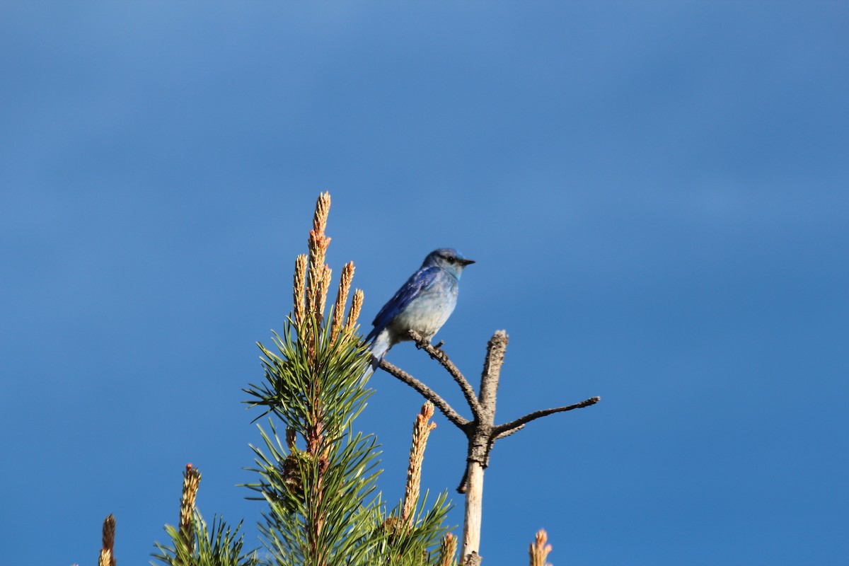 Mountain Bluebird - ML625905601