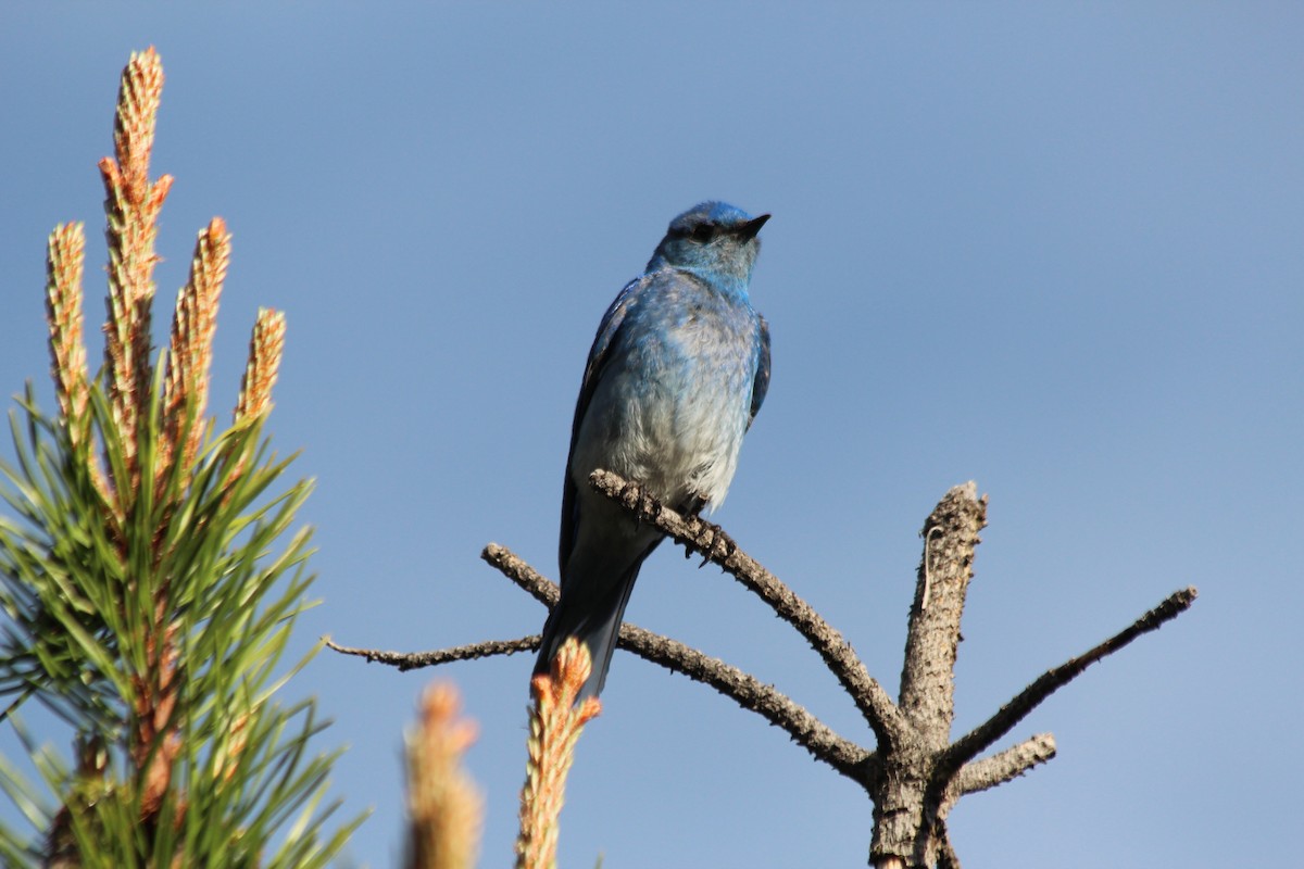 Mountain Bluebird - Angel Zakharia