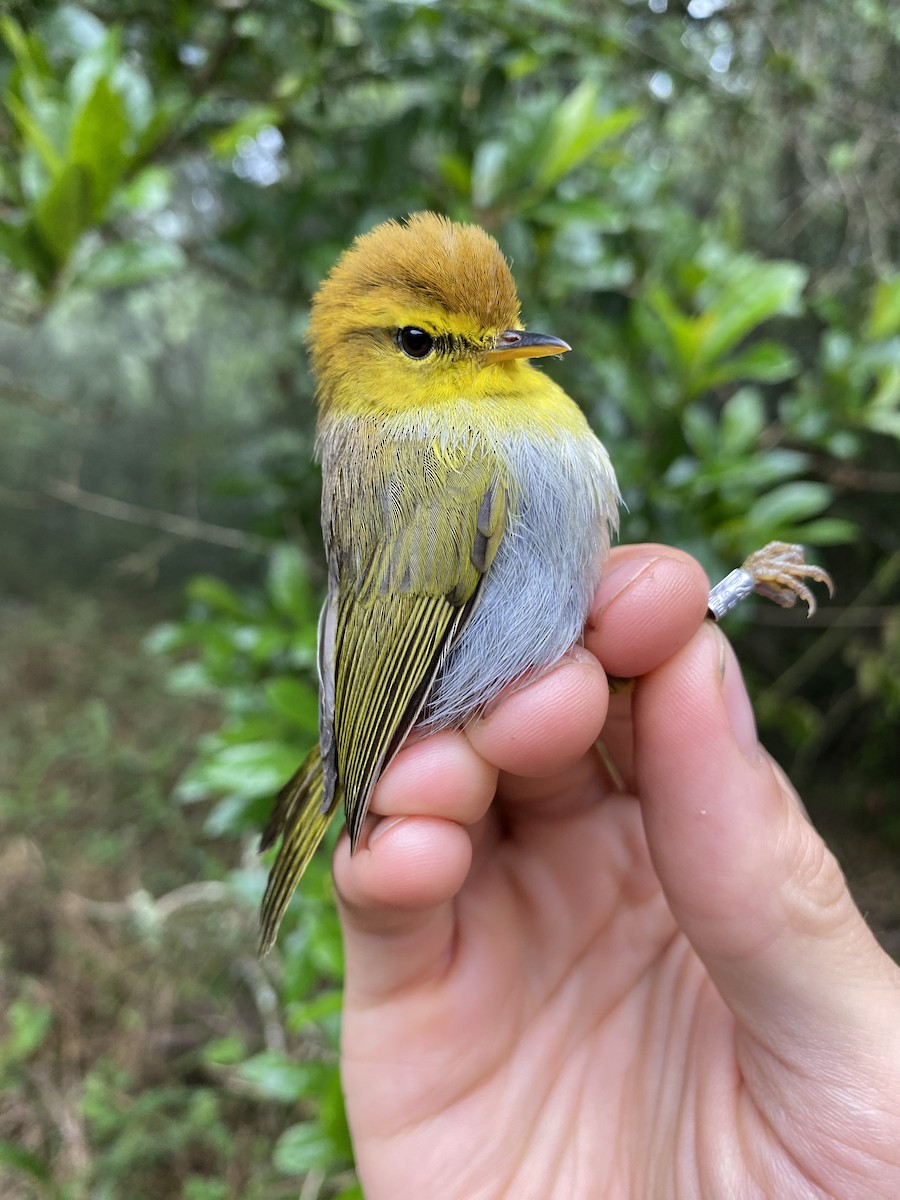 Yellow-throated Woodland-Warbler - ML625905603