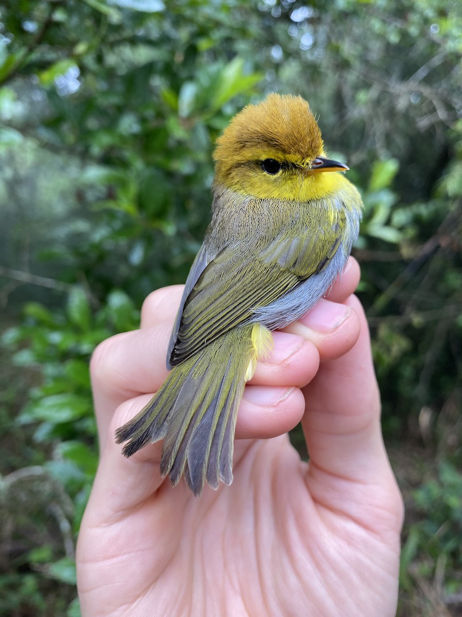 Yellow-throated Woodland-Warbler - ML625905604