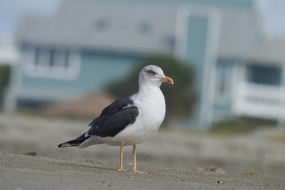 Gaviota Sombría - ML625905605