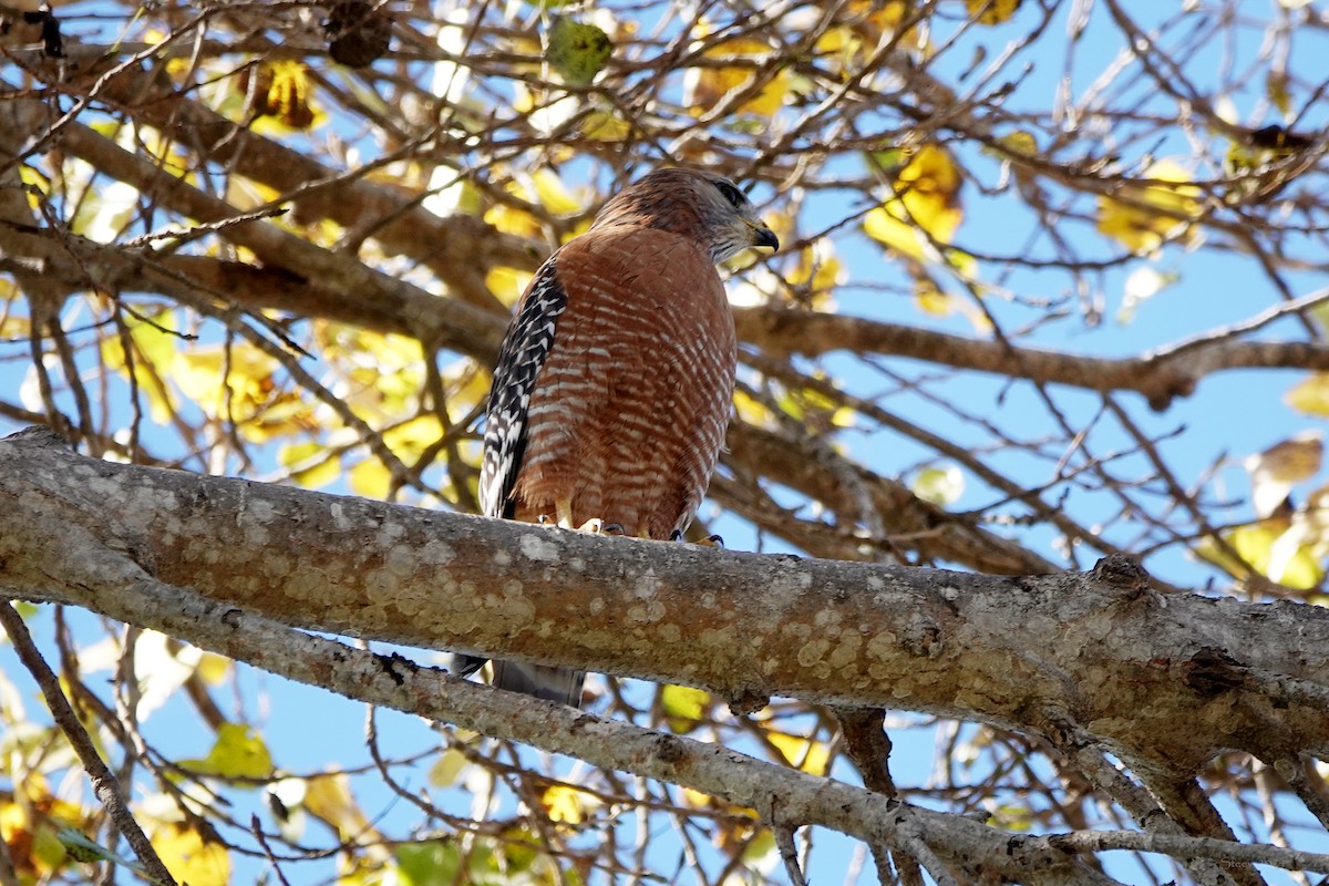 Red-shouldered Hawk - ML625905606