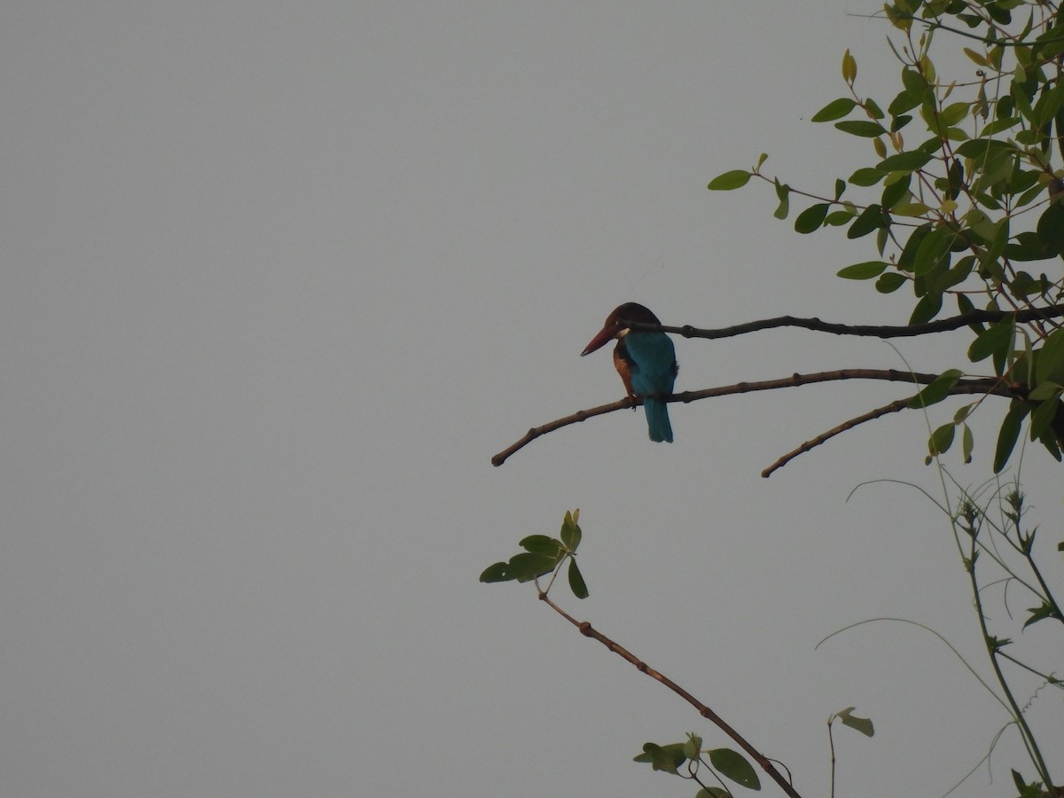 White-throated Kingfisher - ML625905607