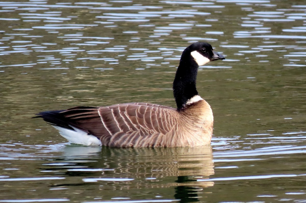 Cackling Goose (Aleutian) - ML625905611