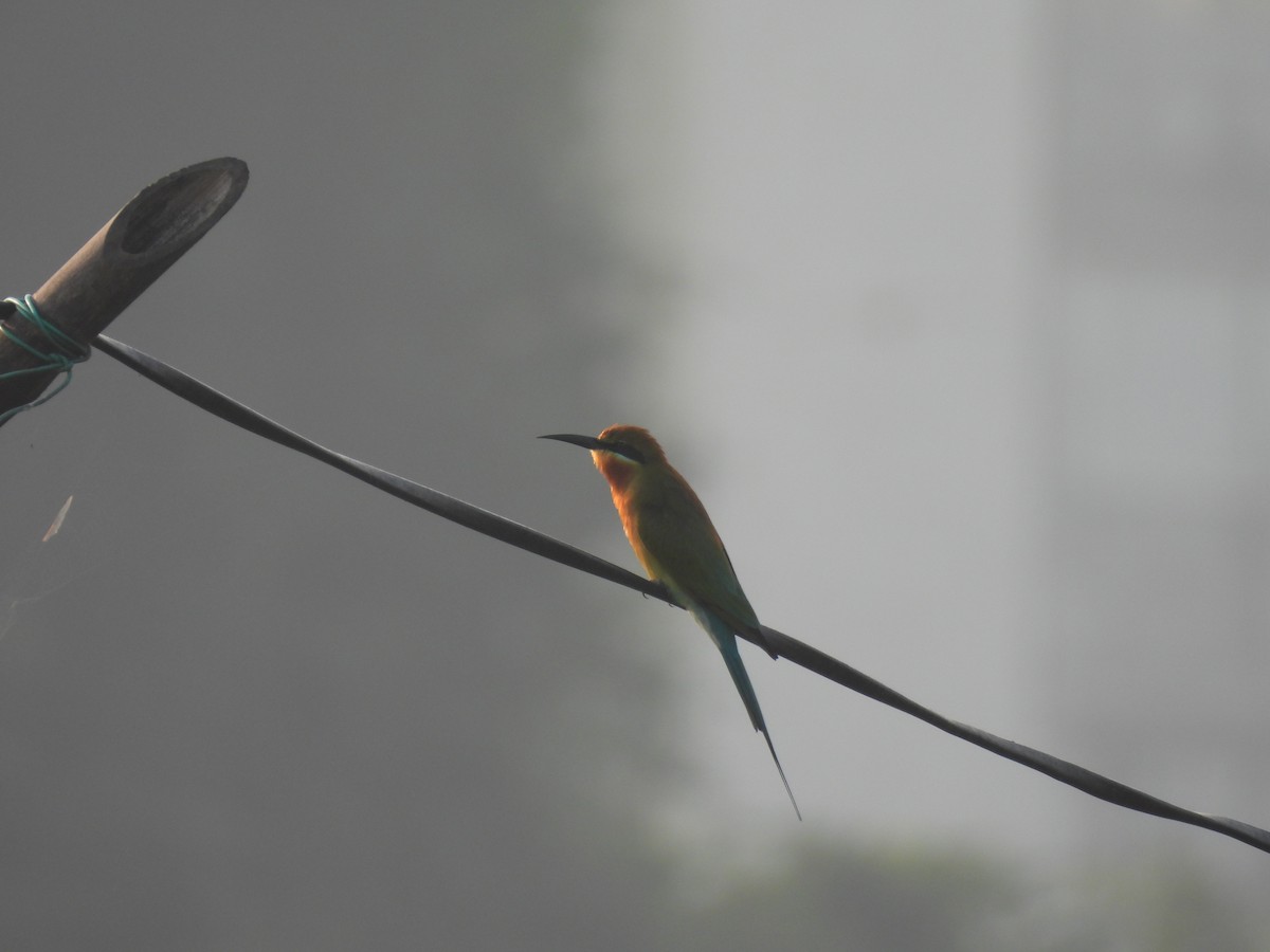 Blue-tailed Bee-eater - ML625905614