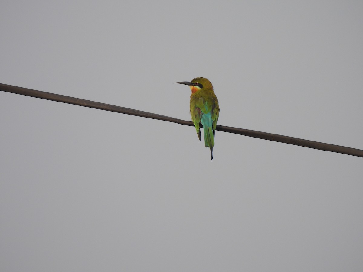 Blue-tailed Bee-eater - ML625905615