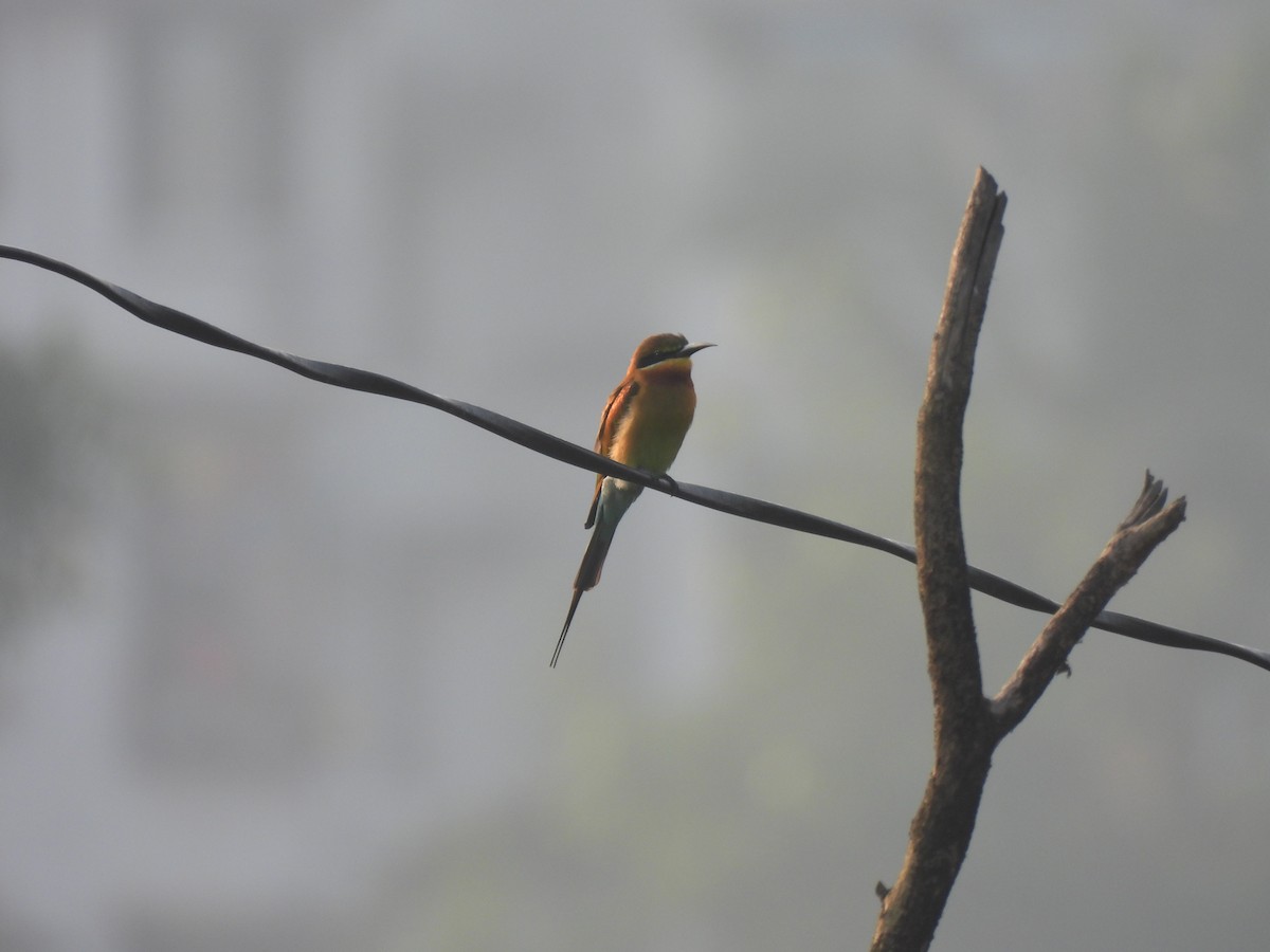 Blue-tailed Bee-eater - Kamlesh Mali