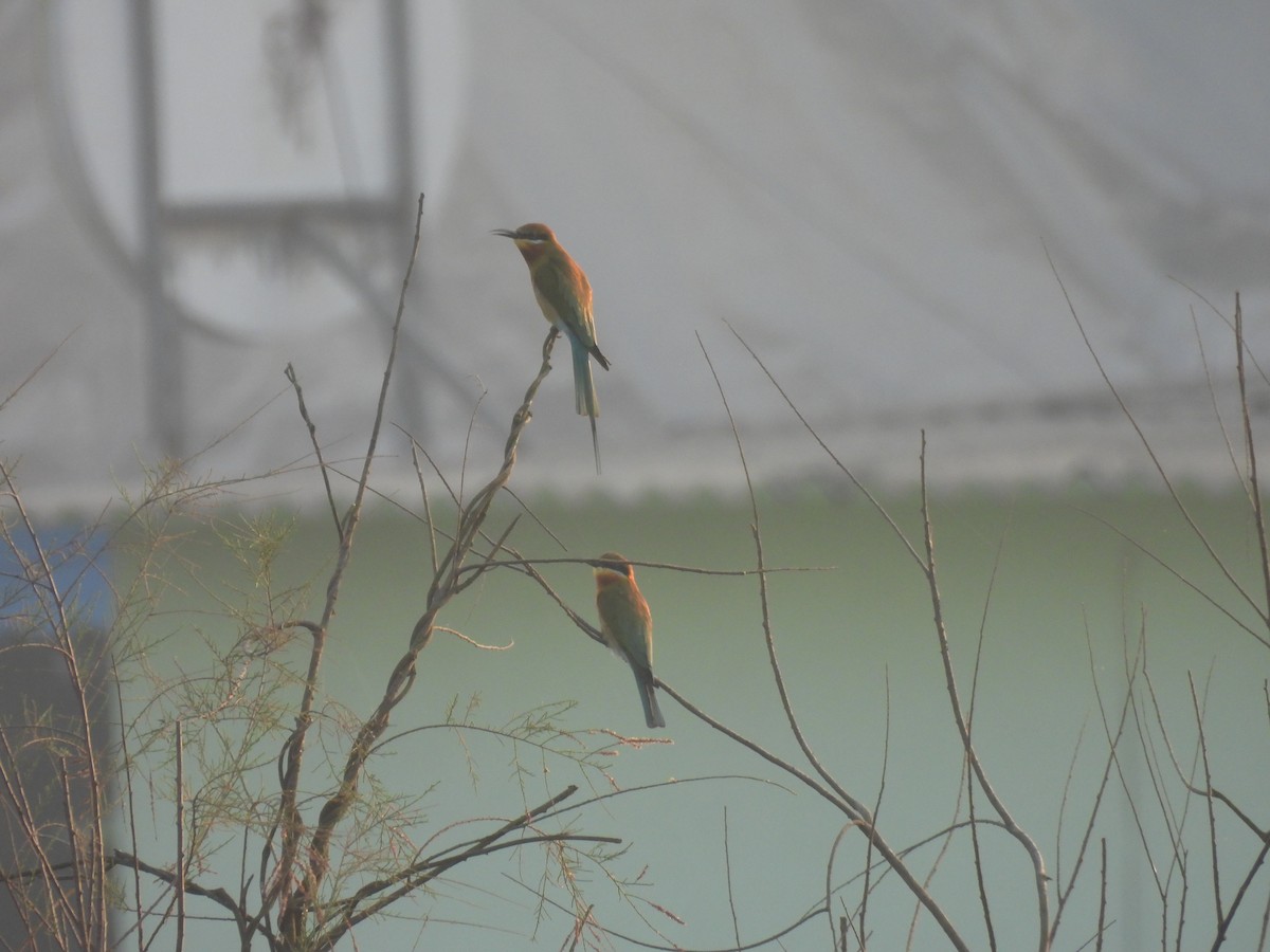 Blue-tailed Bee-eater - ML625905617