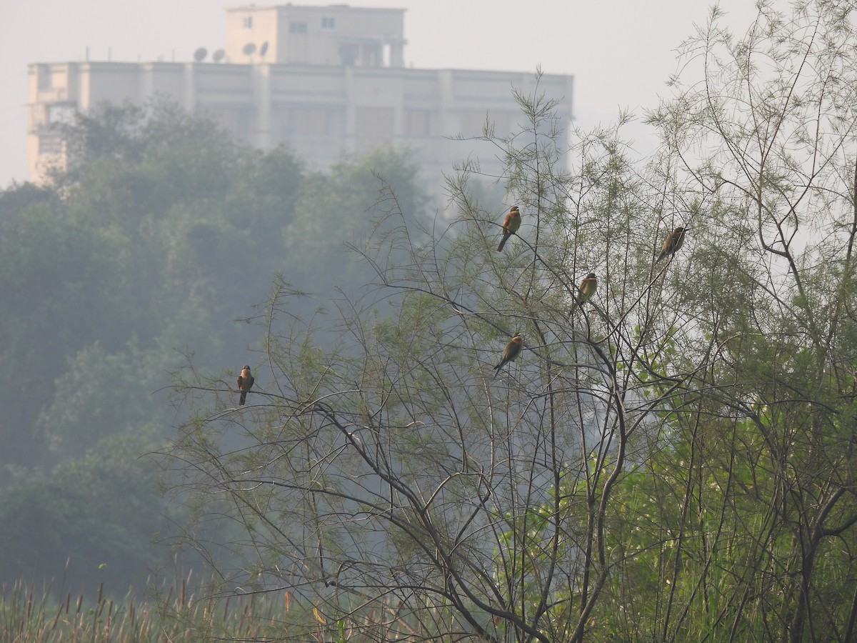 Blue-tailed Bee-eater - ML625905618