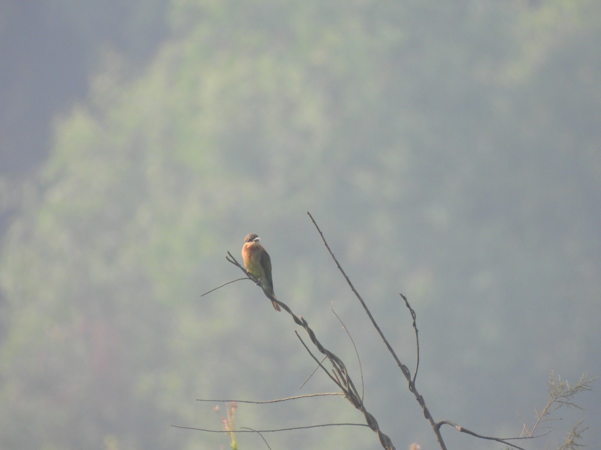 Blue-tailed Bee-eater - ML625905619