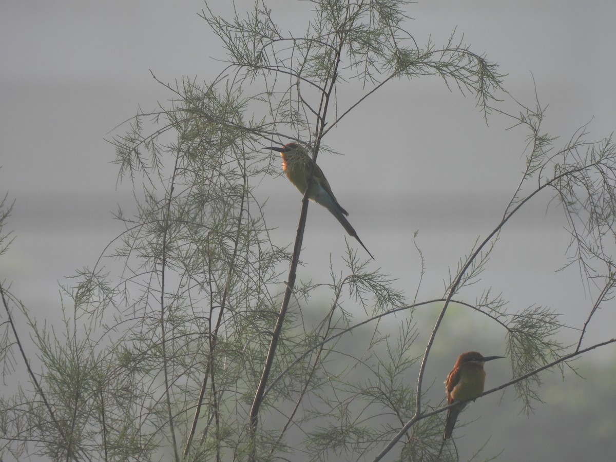 Blue-tailed Bee-eater - ML625905620