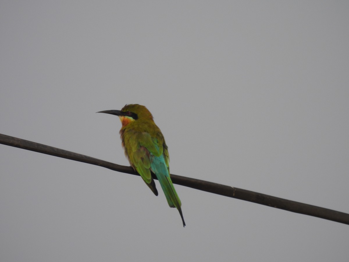 Blue-tailed Bee-eater - ML625905621