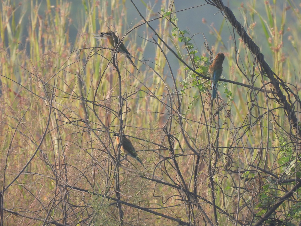 Blue-tailed Bee-eater - ML625905622