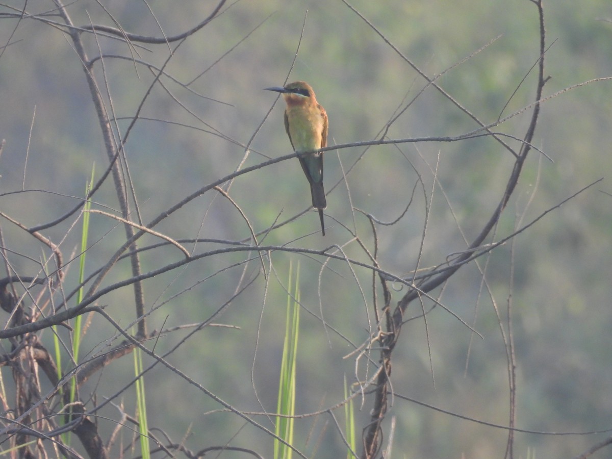 Blue-tailed Bee-eater - ML625905624