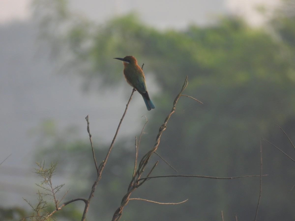 Blue-tailed Bee-eater - ML625905625