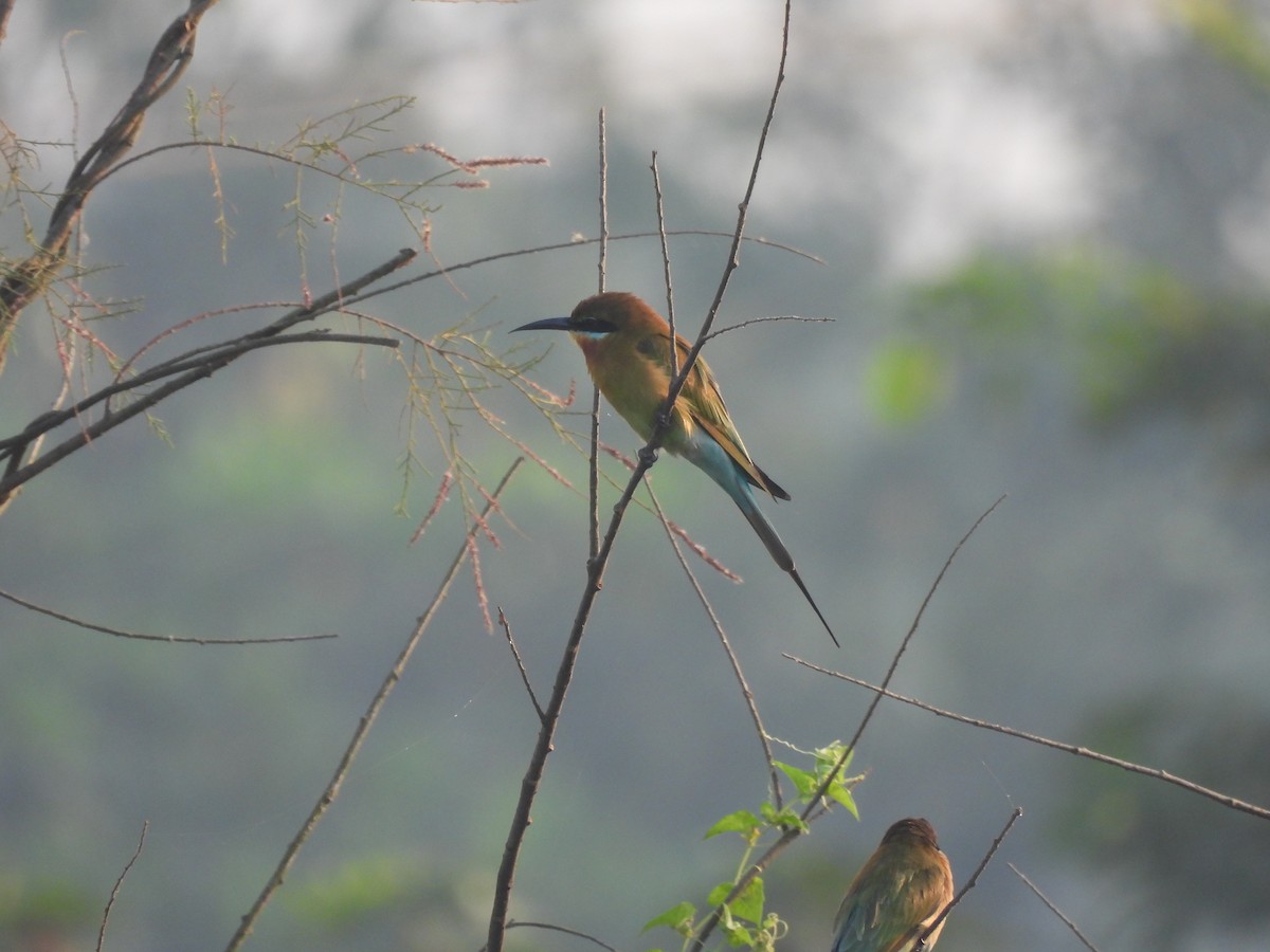 Blue-tailed Bee-eater - ML625905626