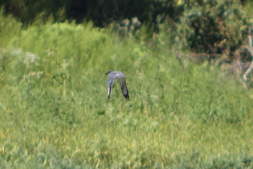 Belted Kingfisher - ML625905628