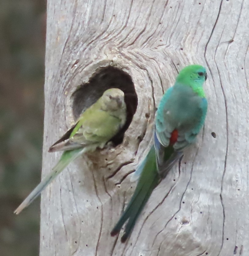 Red-rumped Parrot - ML625905629