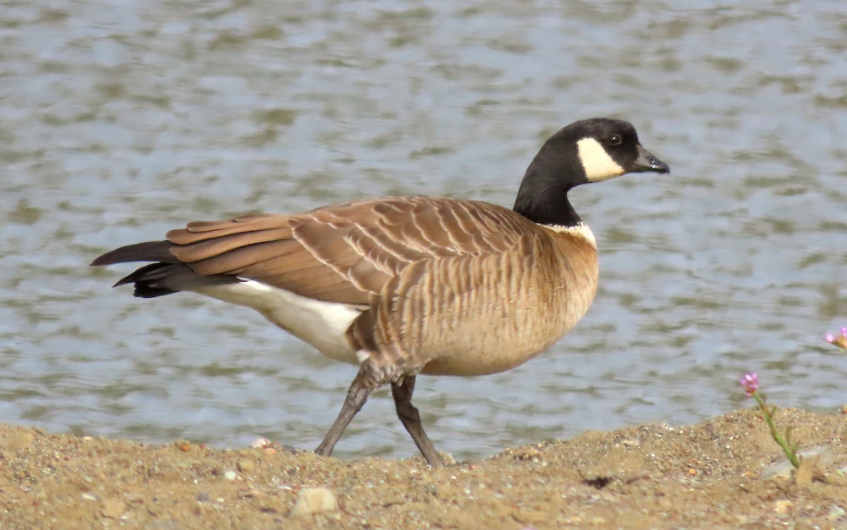 Cackling Goose (Aleutian) - ML625905630