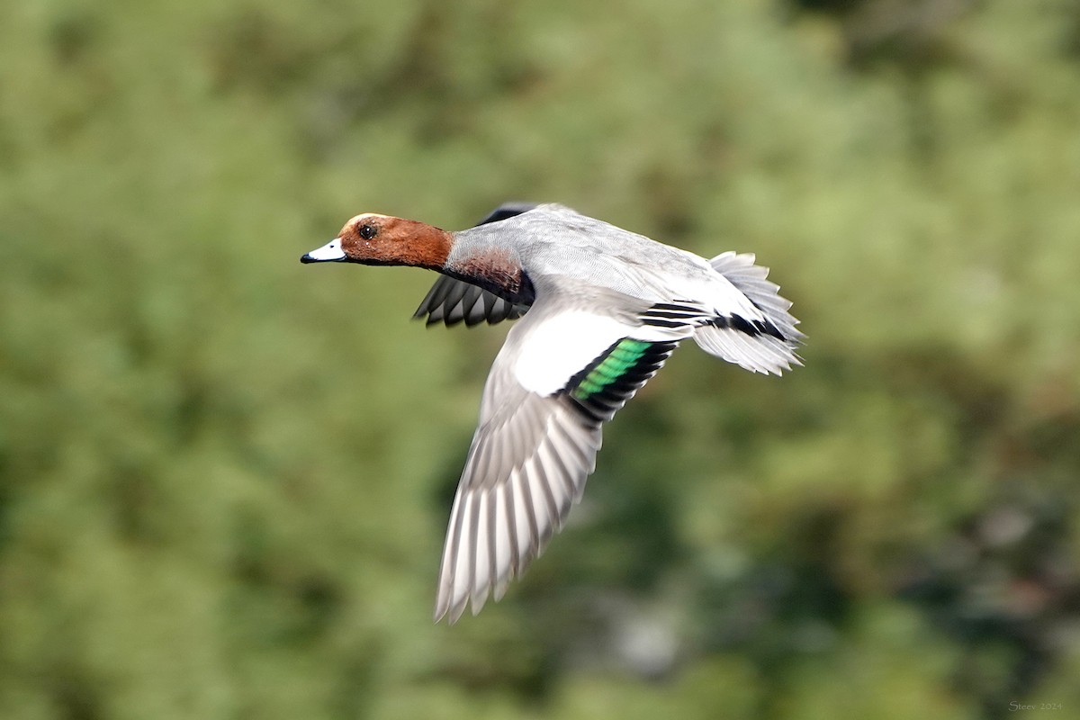 Eurasian Wigeon - ML625905631